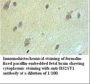 HS2ST1 Antibody