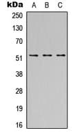 SH2D4A Antibody (Internal)