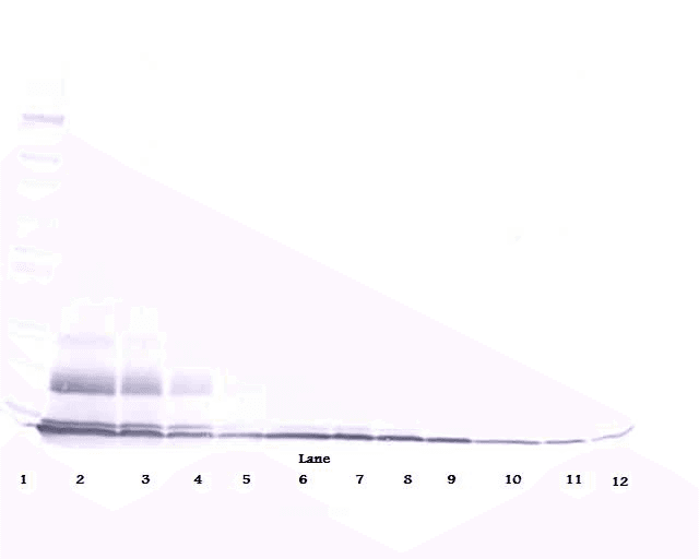 PROK1 / EG-VEGF Antibody