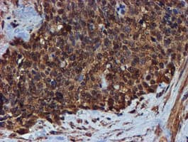 Endonuclease G / ENDOG Antibody (clone OTI5F1)