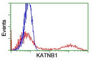 KATNB1 Antibody (clone OTI3B6, Carrier-free)