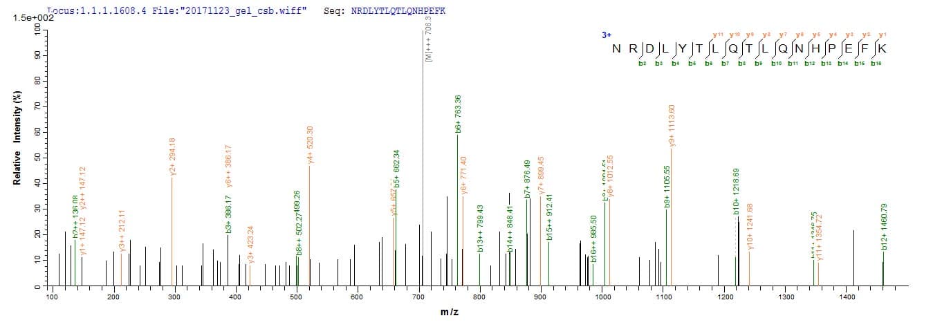 Vespula vulgaris PSPLA1 / Phospholipase A1 Protein (Recombinant 6His-Myc, C-terminus)