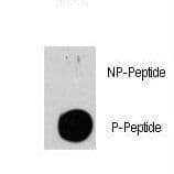 Tuberin / TSC2 Antibody (phospho-Ser939)