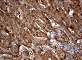 OXSM / KS Antibody (clone OTI1H6)
