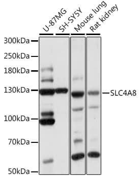 SLC4A8 / NBC Antibody