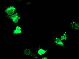 Adiponectin Antibody (aa19-244, clone OTI7B11)