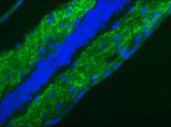 IHC-plus™ LMNB1 / Lamin B1 Antibody (clone 119D5-F1)