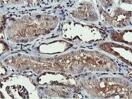 AKT1 Antibody (clone OTI3E3)