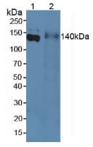EMILIN1 / EMI Antibody (aa684-899)