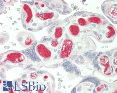 IHC-plus™ Polyclonal Rabbit anti-Human AMBP Antibody (IHC, WB)