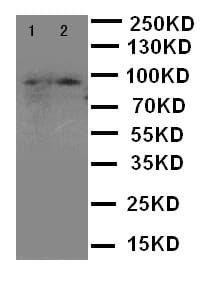 MALT1 Antibody (aa809-824)