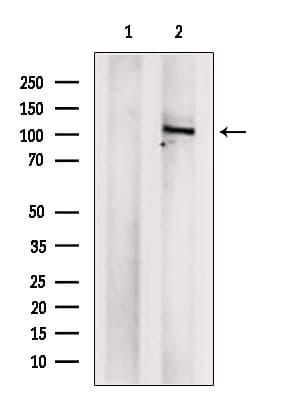 Polyclonal Rabbit anti-Human BRD2 / RING3 Antibody (WB)