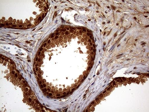 SPANXN3 Antibody (clone OTI1A2, Carrier-free)
