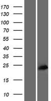 ACTR3C Protein (Over-Expression Lysate Myc-DDK (Flag))
