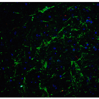 SOX2 Antibody