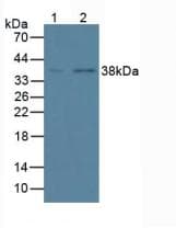 ANXA1 / Annexin A1 Antibody (aa1-346, APC)