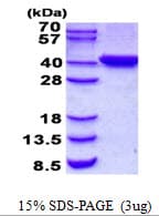 Human HTYW5 / C2orf60 Protein (Recombinant His)