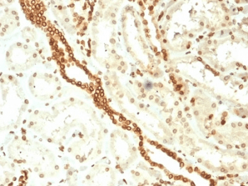 EMD / Emerin Antibody (clone EMD/2168, Azide-free, BSA-free)