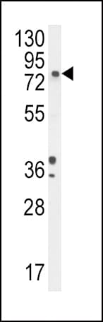 IHC-plus™ DBH/Dopamine Beta Hydroxylase Antibody (aa27-56)