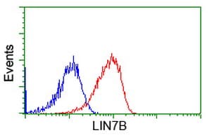 LIN7B Antibody (clone OTI1G1)