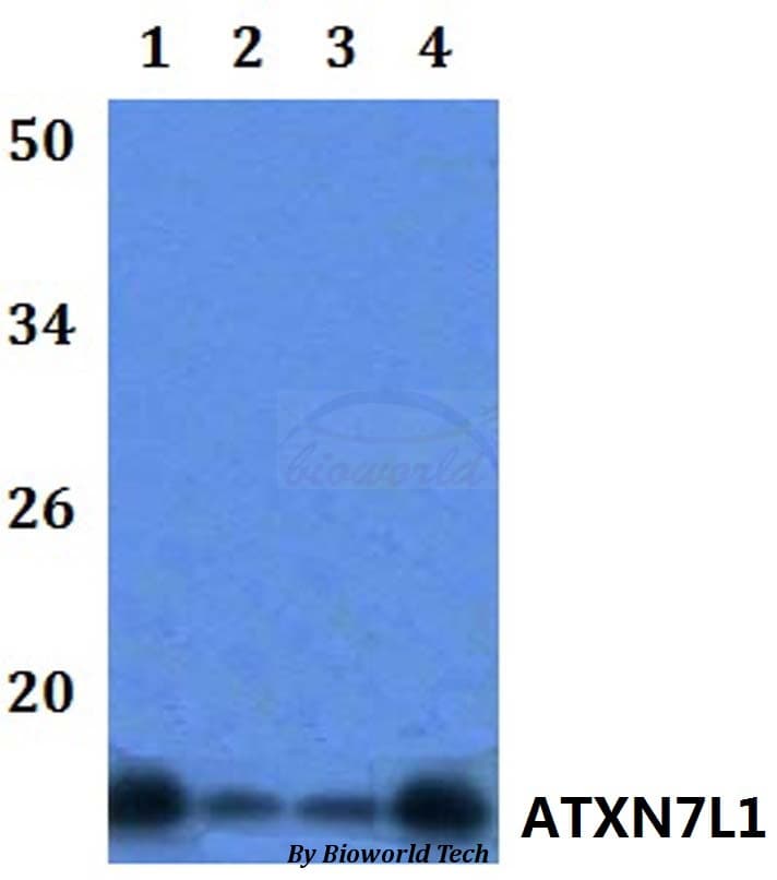ATXN7L1 Antibody