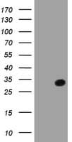 SDS Antibody (clone OTI1A8, Carrier-free)