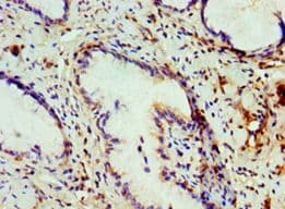COG7 Antibody (aa511-770)