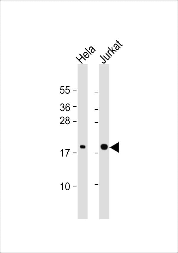 RHOG / ARHG Antibody