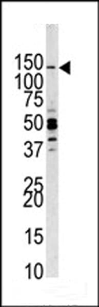 PIK3CG / PI3K Gamma Antibody (aa1041-1070)