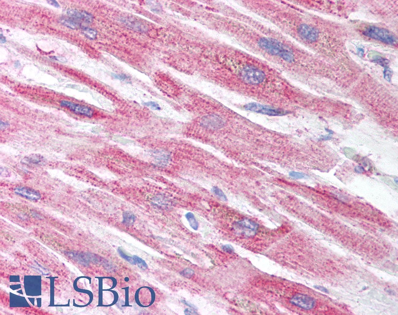 CRIP2 Antibody (aa78-127)