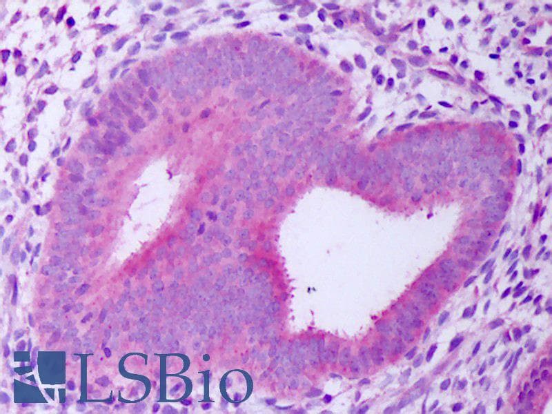 IHC-plus™ FGF4 Antibody