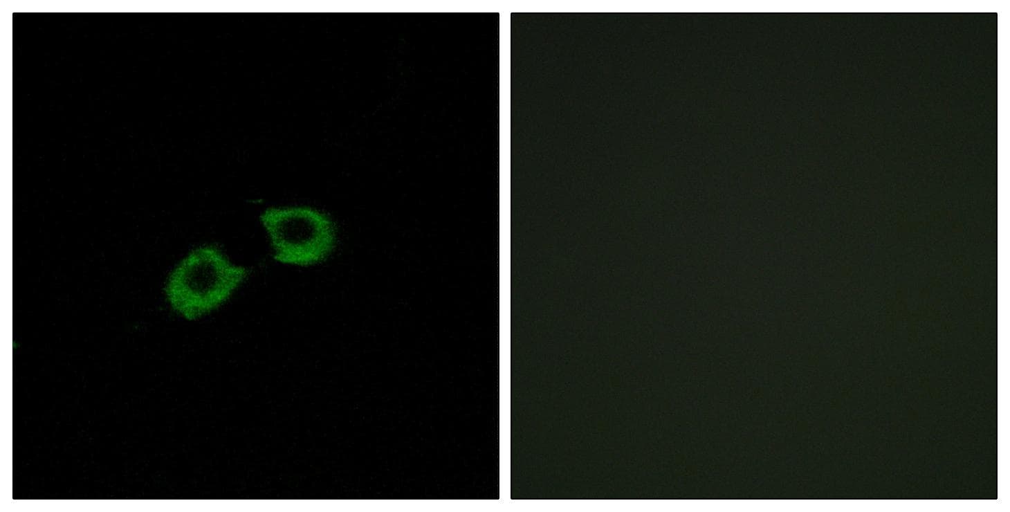 ARFGEF2 / BIG2 Antibody