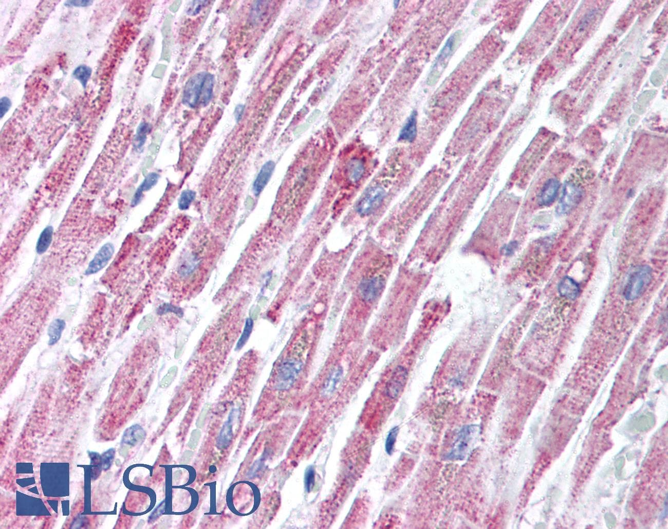 IHC-plus™ TIRAP Antibody