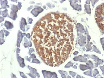 Monoclonal Mouse anti-Human ENO2 / NSE Antibody (clone ENO2/1462, Azide-free,BSA-free, IHC, IF)