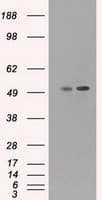Monoclonal Mouse anti-Human CD4 Antibody (clone OTI4A11, IF, WB)
