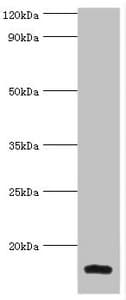 LGALS2 / Galectin 2 Antibody (aa1-132)