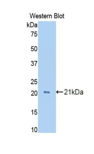 GAS6 Antibody (aa356-511)