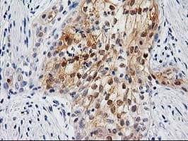 UBL4A Antibody (clone OTI2E2)