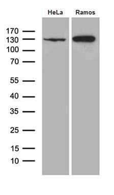 KDM3A / JMJD1A Antibody (aa850-1321, clone OTI5A7)