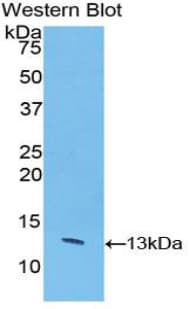 CASP6 / Caspase 6 Antibody (aa81-179)