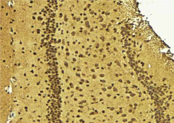 ZC3H8 Antibody