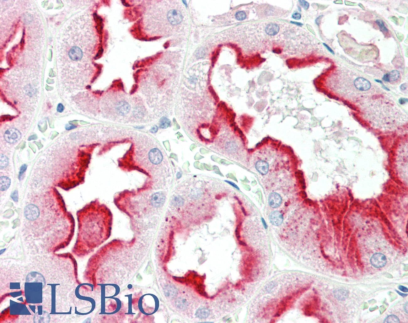 IHC-plus™ APOD / Apolipoprotein D Antibody (aa48-61)