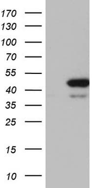 RMND5A Antibody (aa1-249, clone OTI2C8)