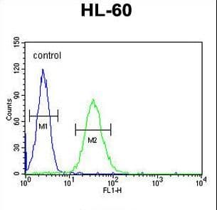 CD80 Antibody (aa260-288)