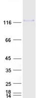 Human CD34 Protein (Recombinant Myc-DDK (Flag))