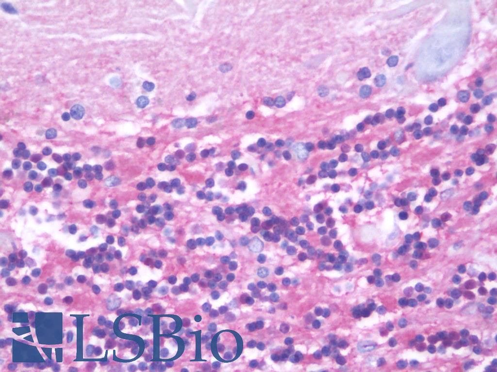 IHC-plus™ AMOG / ATP1B2 Antibody (aa115-141)