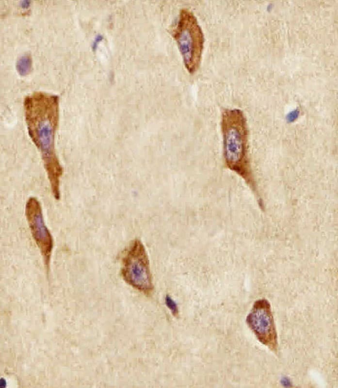 GNG12 Antibody (aa37-68)