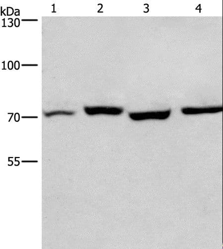 ARNTL / BMAL1 Antibody