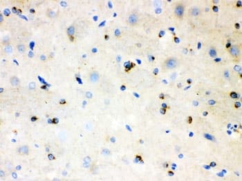 APLP1 / APLP-1 Antibody