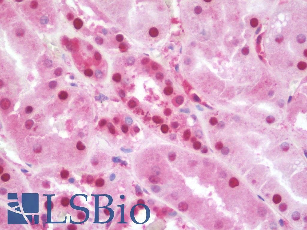 IHC-plus™ NUCB2 / Nucleobindin 2 Antibody